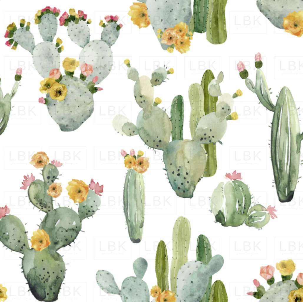 Sunset Desert Cactus